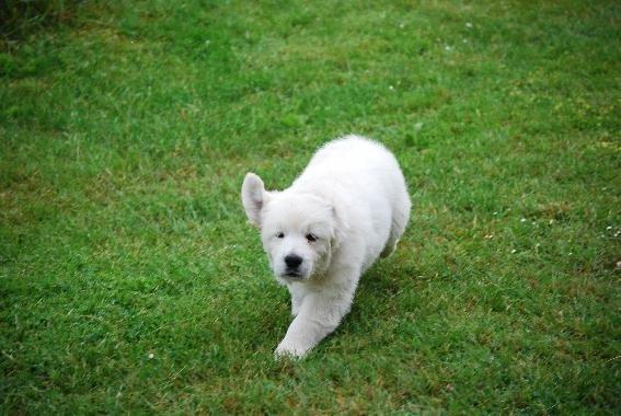 Golden retriever banana cupcake "nanna" billede 12