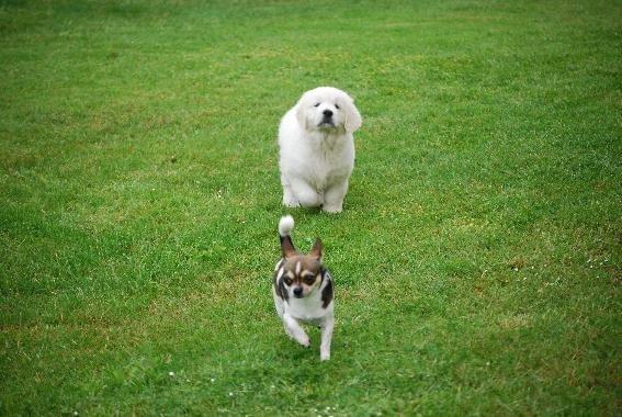 Golden retriever banana cupcake "nanna" billede 13