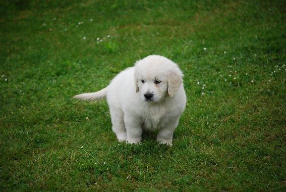 Golden retriever banana cupcake "nanna" billede 14