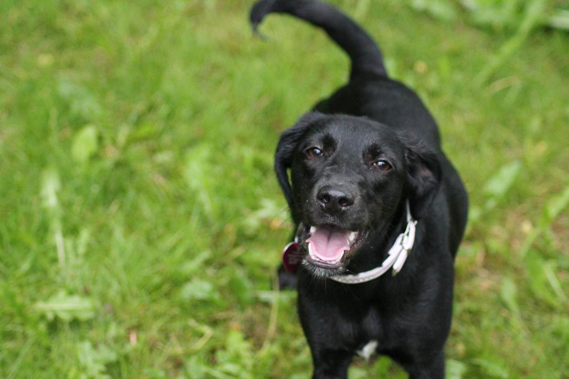 Blanding af racer Addie billede 1