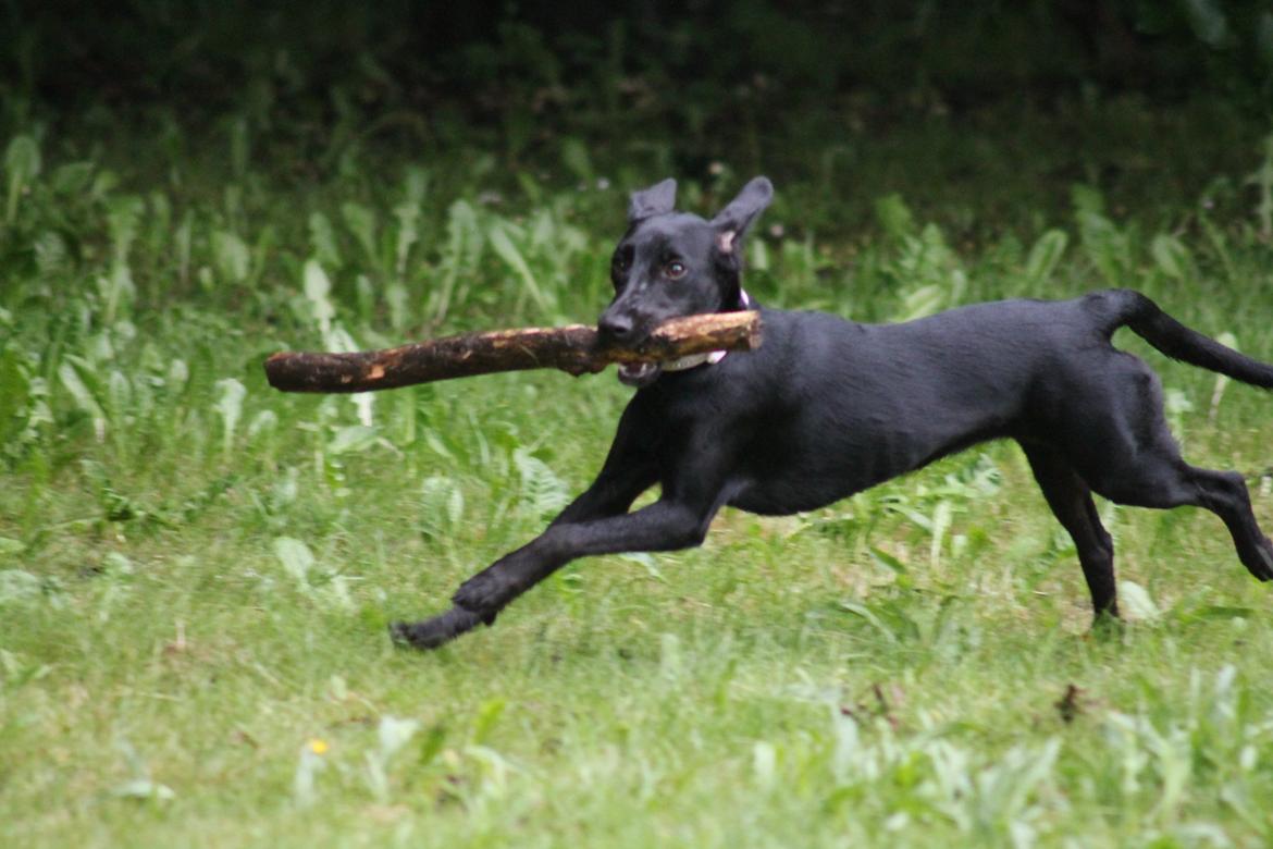 Blanding af racer Addie billede 4