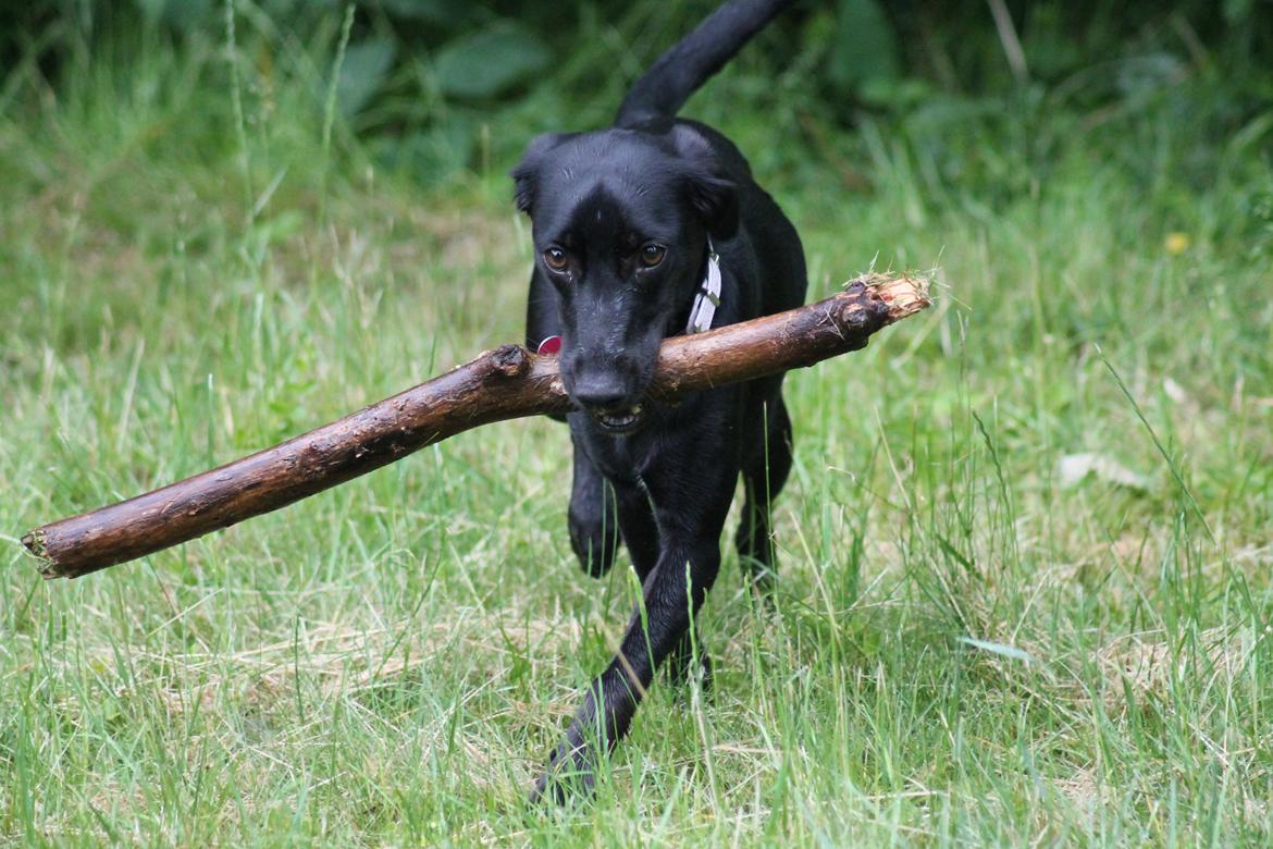 Blanding af racer Addie billede 5