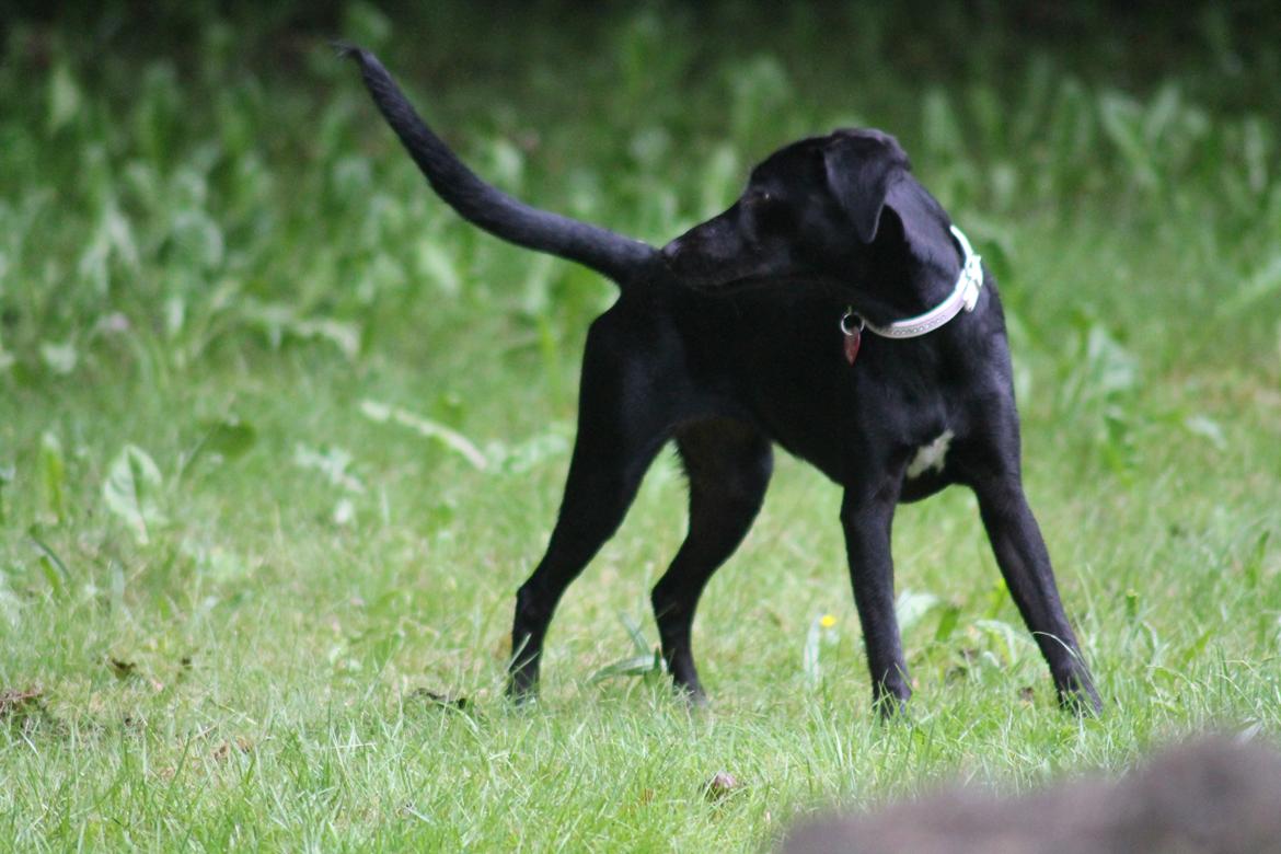 Blanding af racer Addie billede 6
