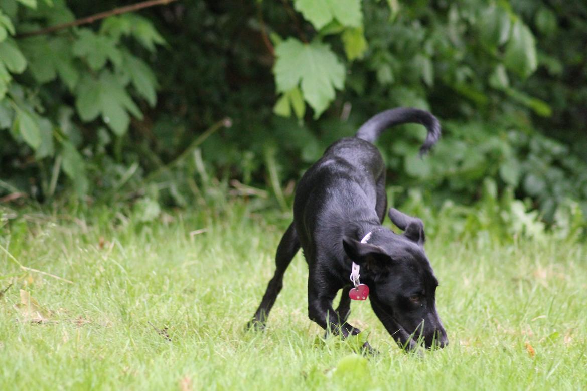 Blanding af racer Addie billede 7