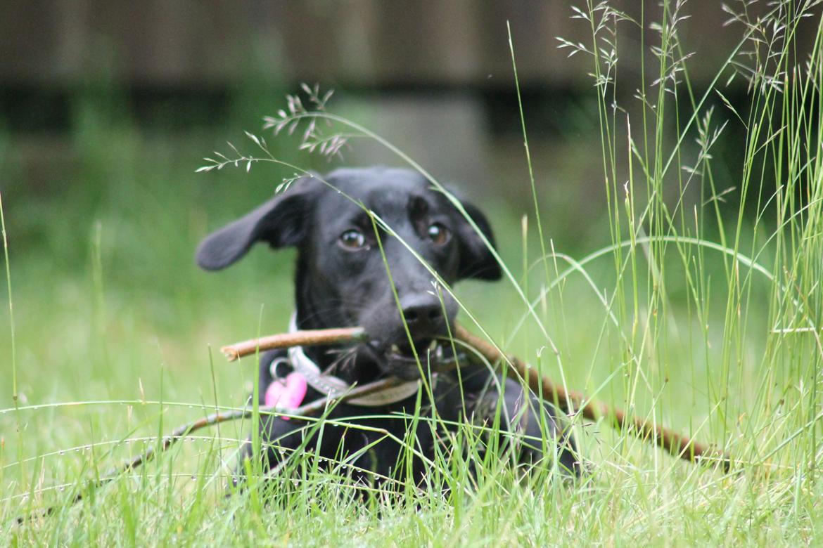 Blanding af racer Addie billede 8