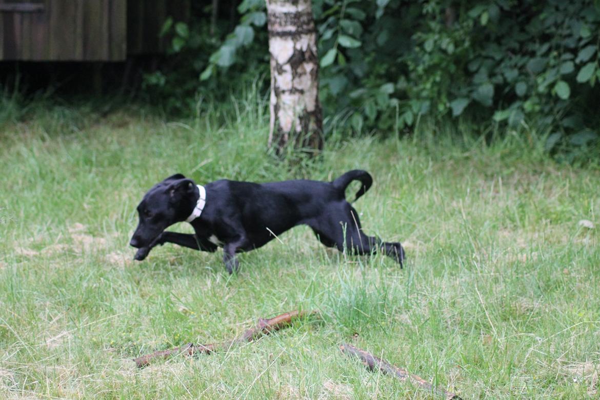 Blanding af racer Addie billede 9