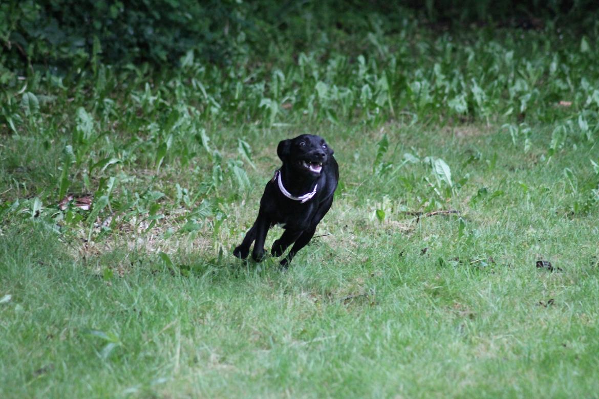 Blanding af racer Addie billede 10