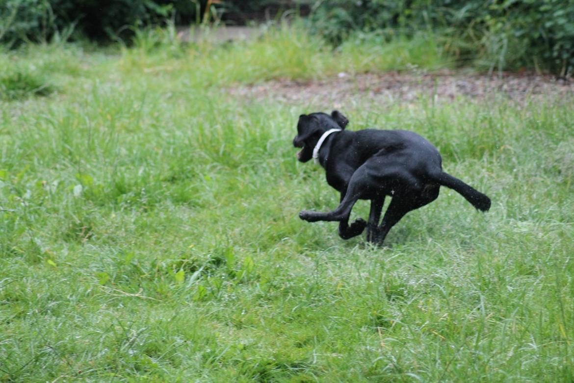 Blanding af racer Addie billede 11