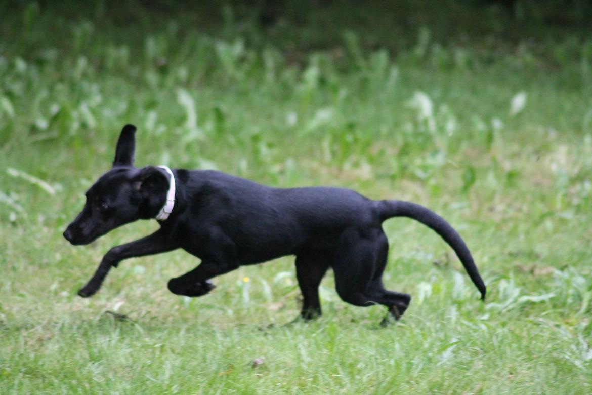 Blanding af racer Addie billede 12