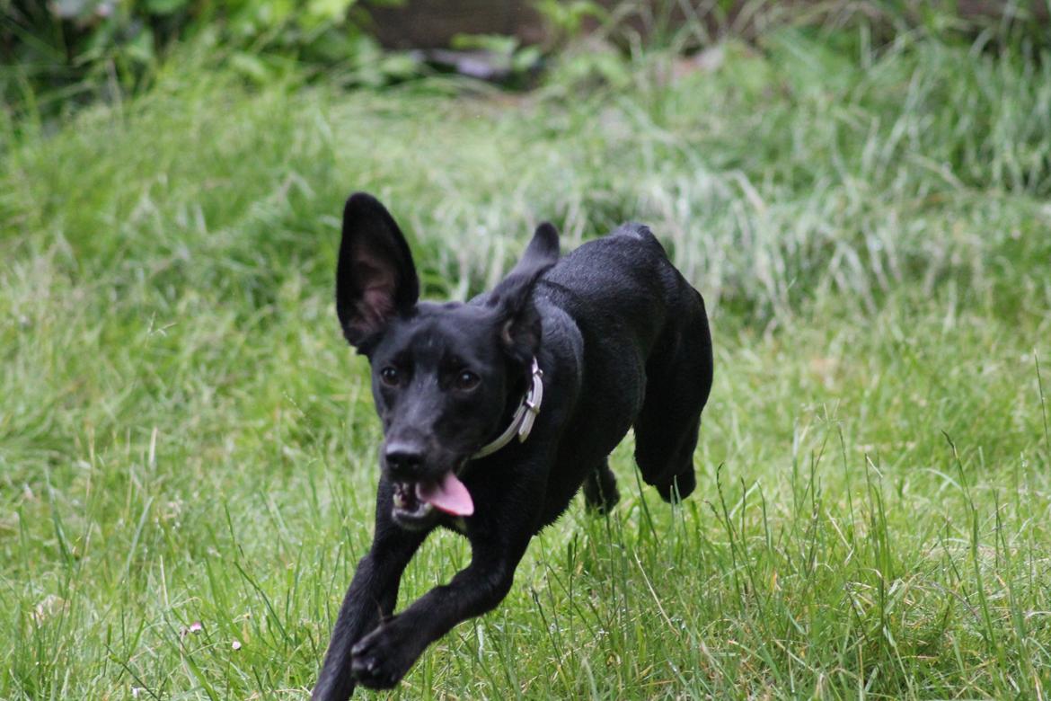 Blanding af racer Addie billede 14