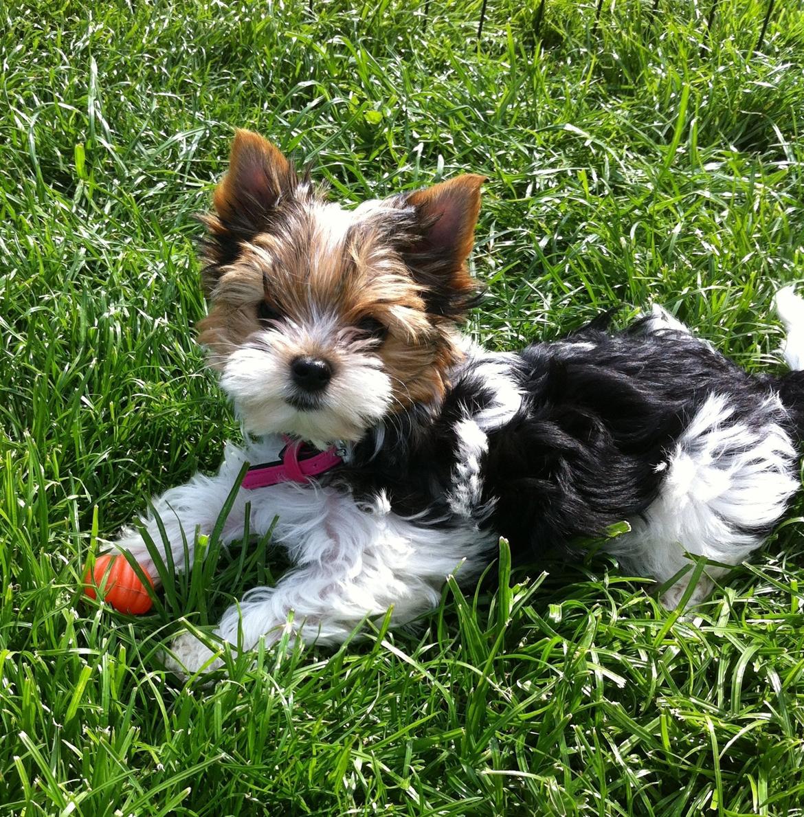 Biewer yorkshire terrier LULU billede 1