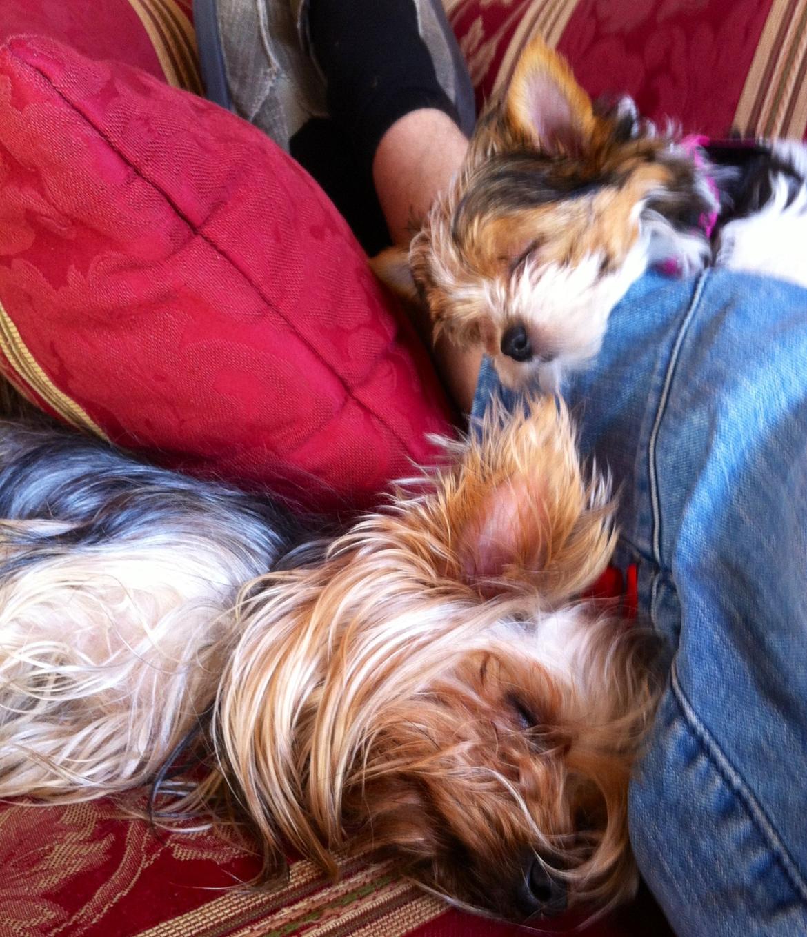 Biewer yorkshire terrier LULU - nu sover vi igen lulu og ida billede 2