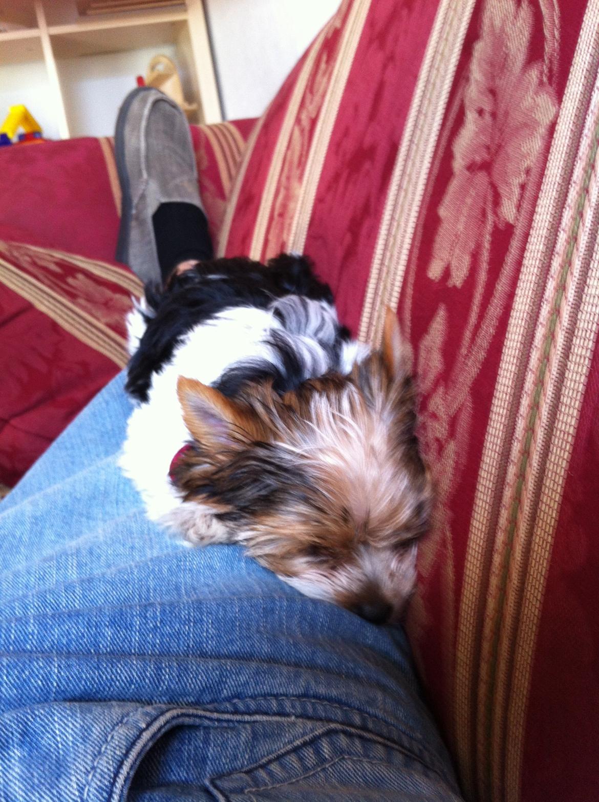 Biewer yorkshire terrier LULU - sover billede 3