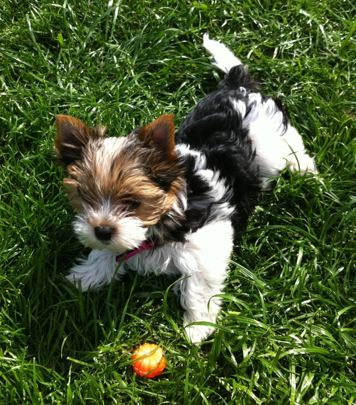 Biewer yorkshire terrier LULU billede 4