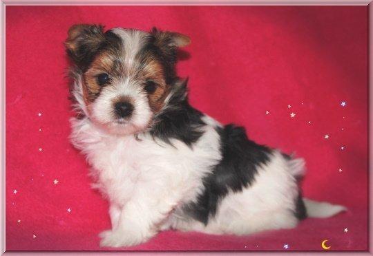 Biewer yorkshire terrier LULU billede 5