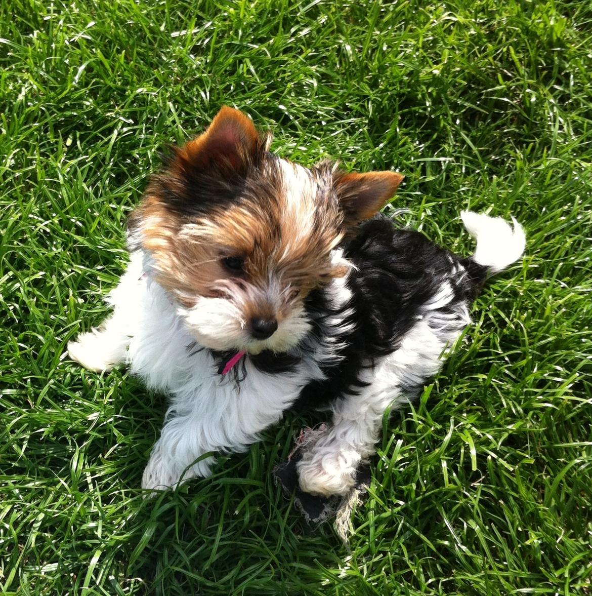 Biewer yorkshire terrier LULU billede 8