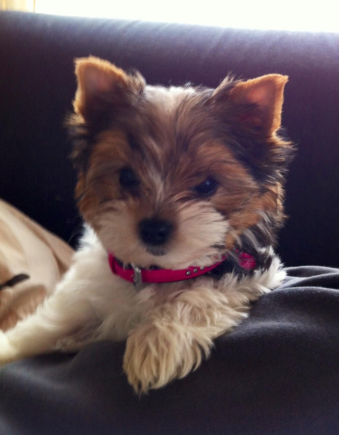 Biewer yorkshire terrier LULU billede 9