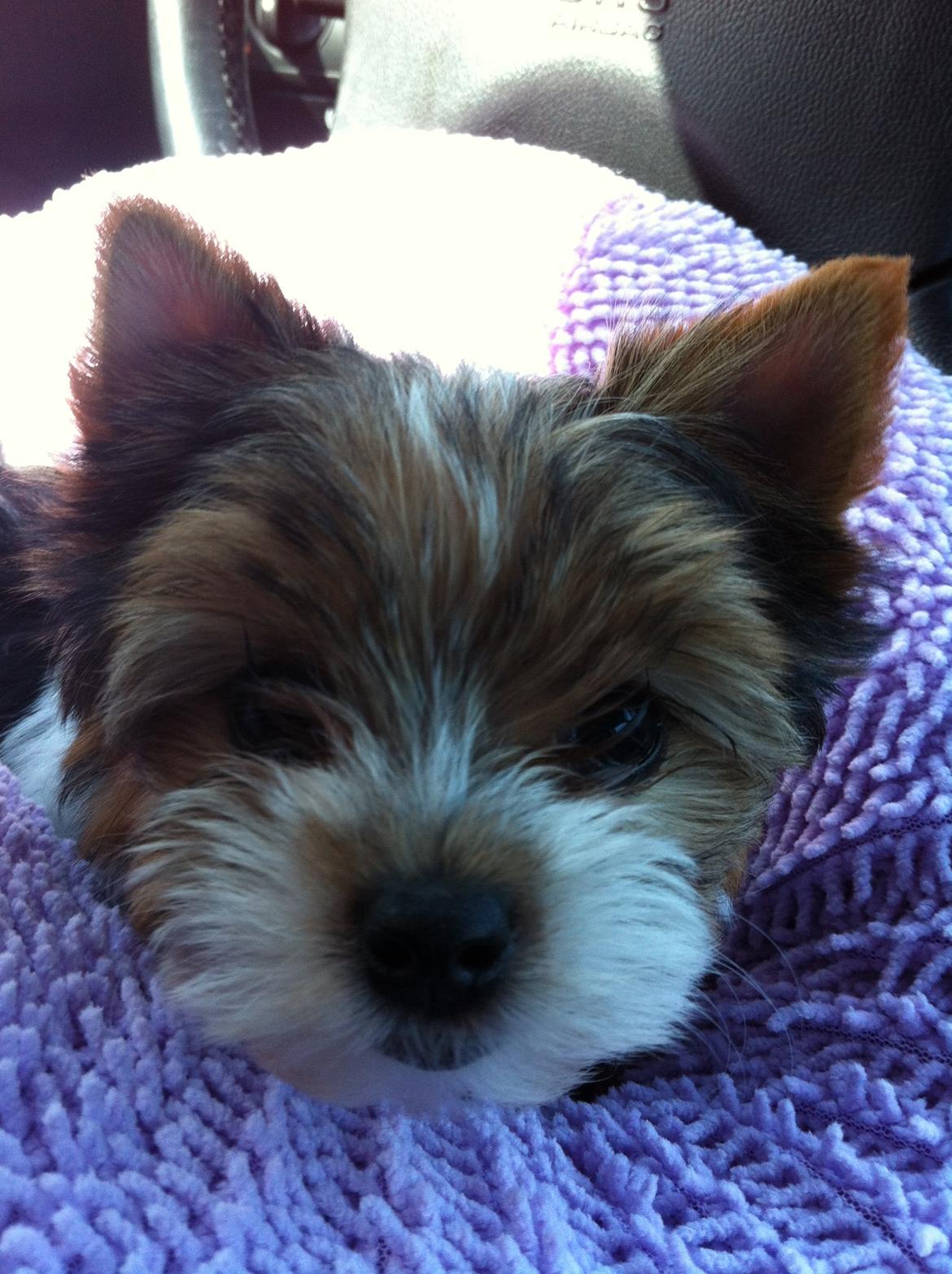 Biewer yorkshire terrier LULU billede 10