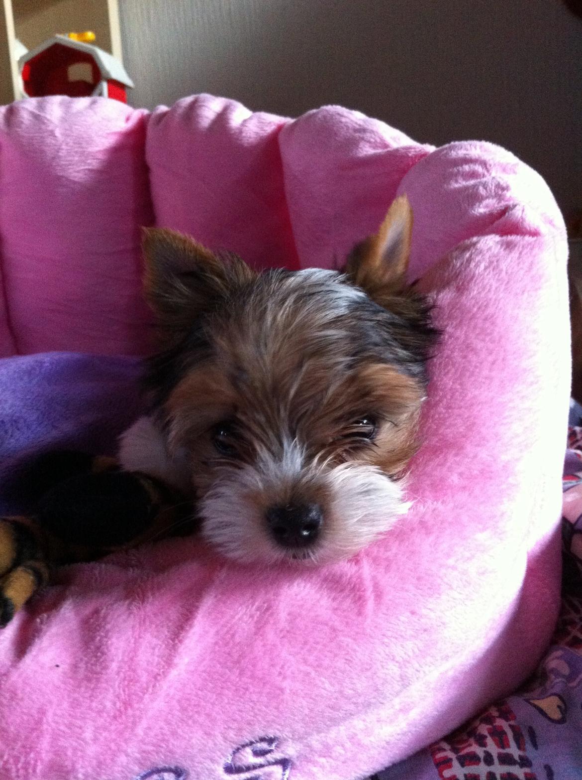 Biewer yorkshire terrier LULU billede 11