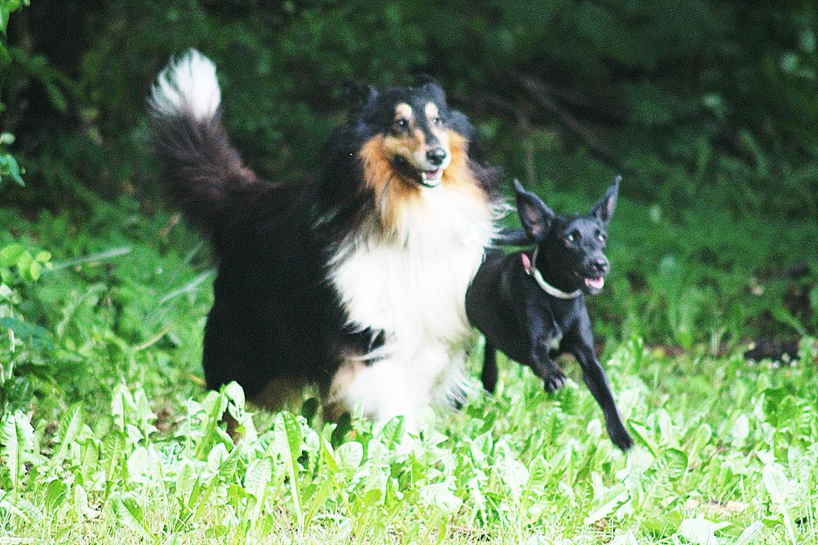 Collie langhåret Bamse(pleje barn) billede 1