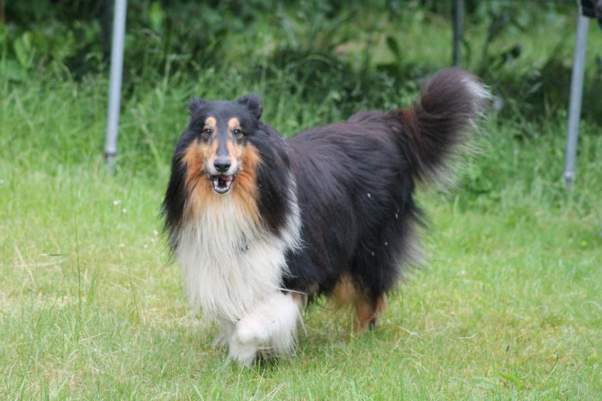 Collie langhåret Bamse(pleje barn) billede 2