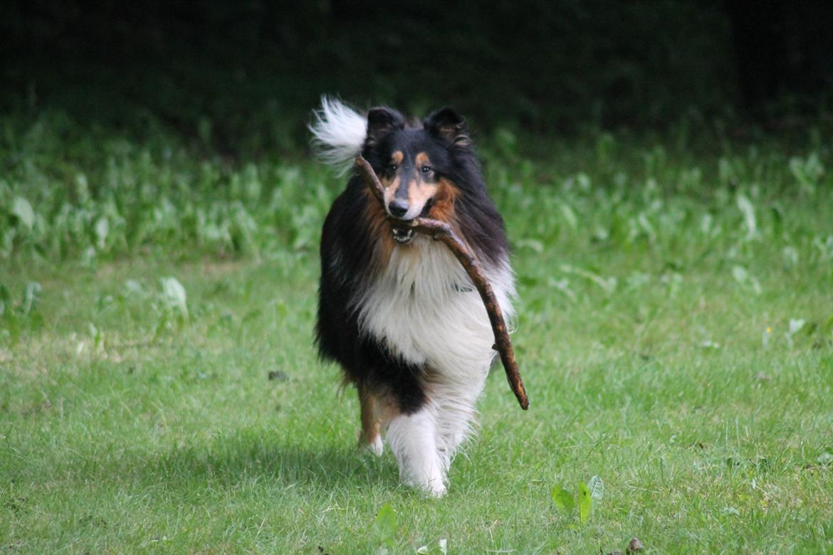Collie langhåret Bamse(pleje barn) billede 3