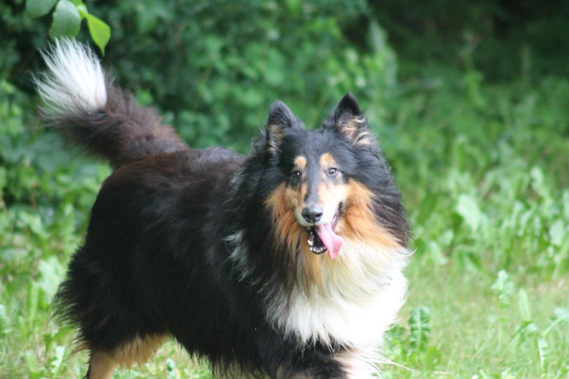 Collie langhåret Bamse(pleje barn) billede 4