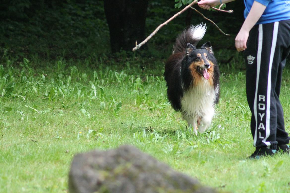 Collie langhåret Bamse(pleje barn) billede 5