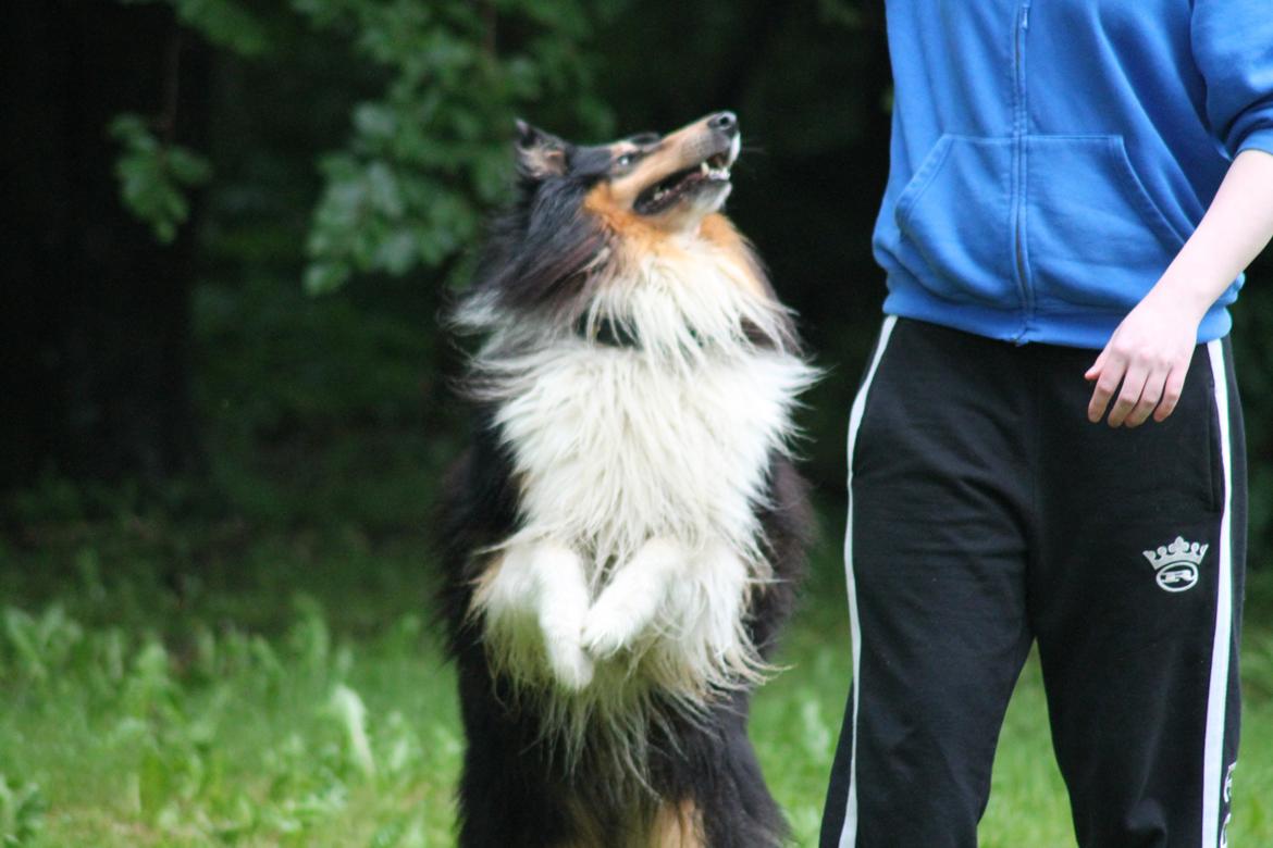 Collie langhåret Bamse(pleje barn) billede 6