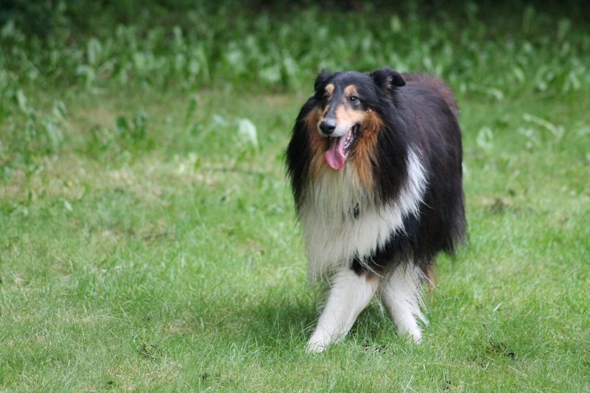 Collie langhåret Bamse(pleje barn) billede 7