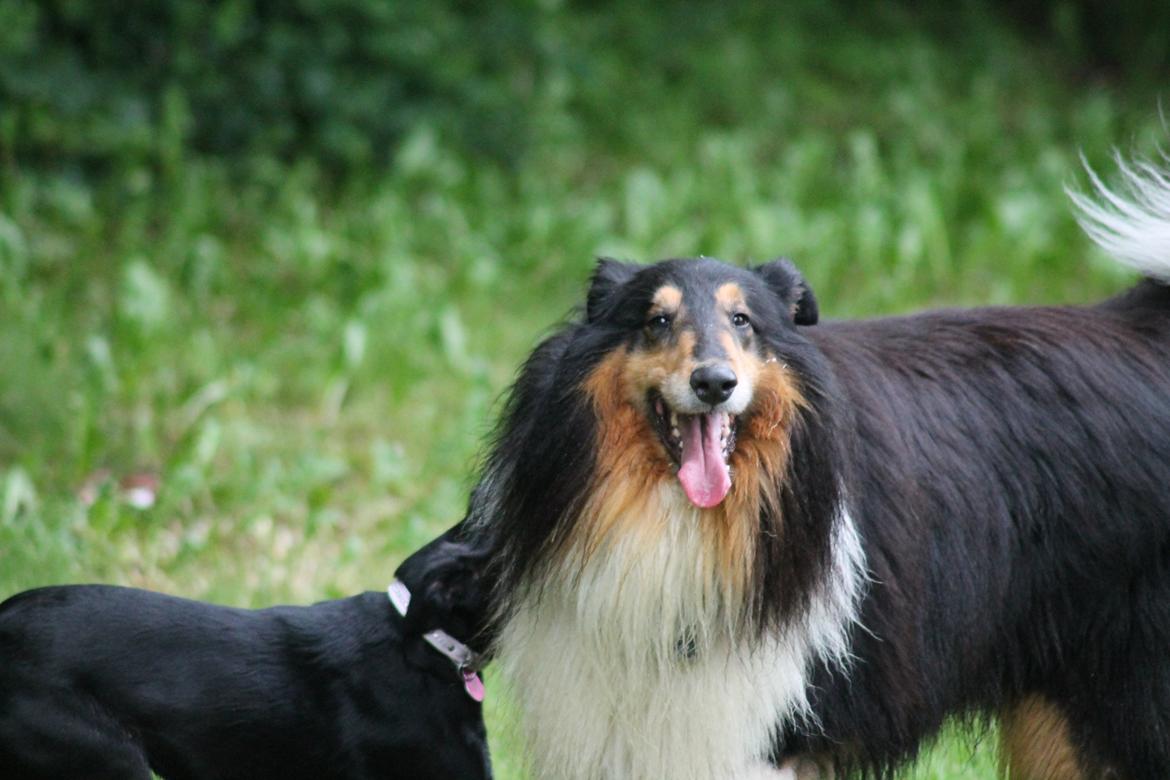 Collie langhåret Bamse(pleje barn) billede 8