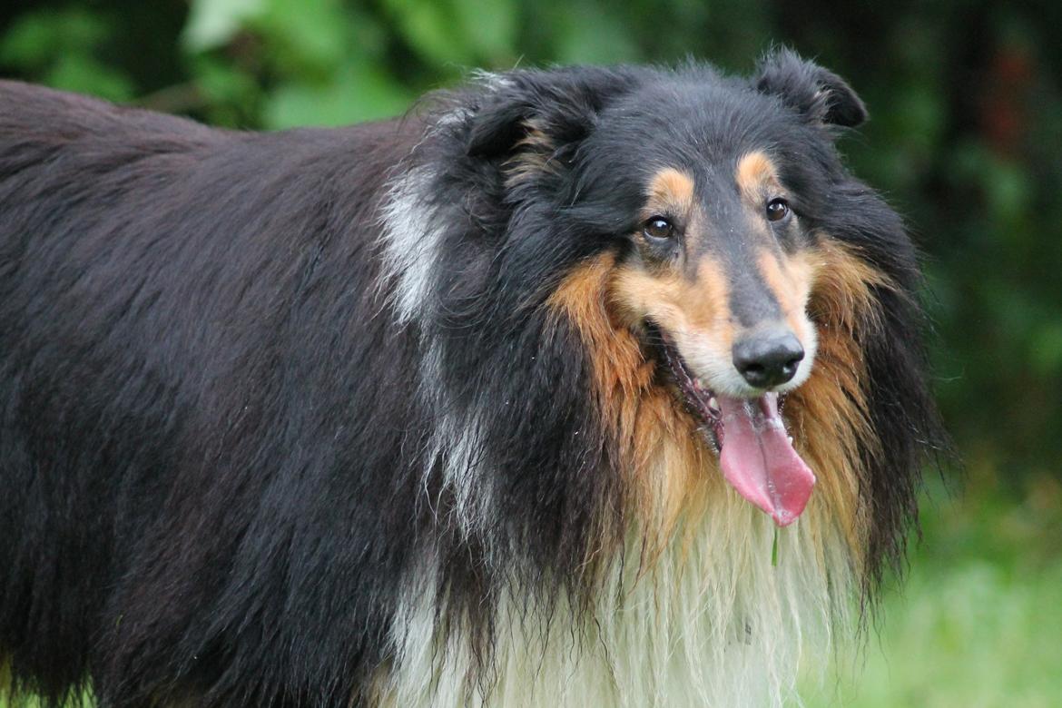 Collie langhåret Bamse(pleje barn) billede 9