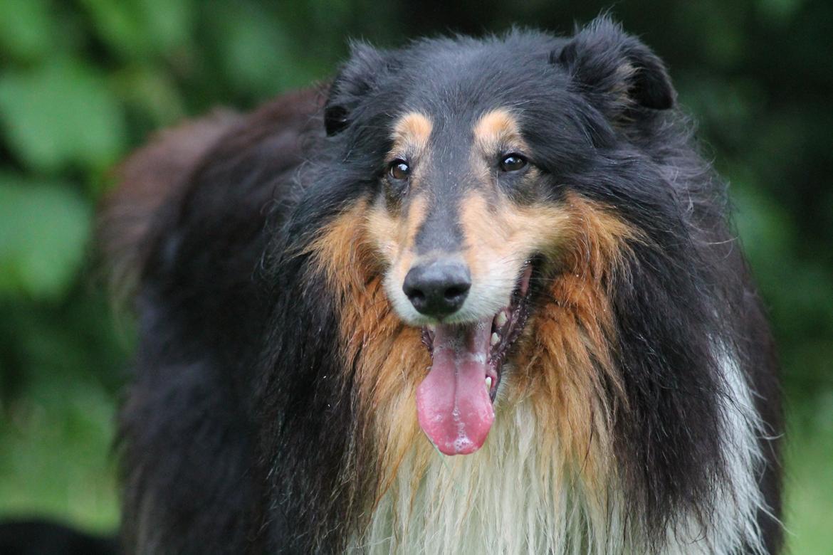 Collie langhåret Bamse(pleje barn) billede 10