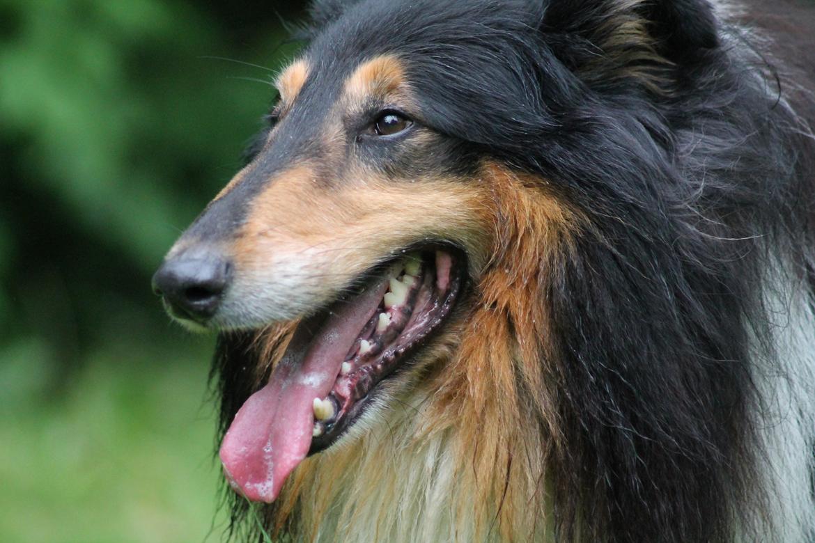 Collie langhåret Bamse(pleje barn) billede 11