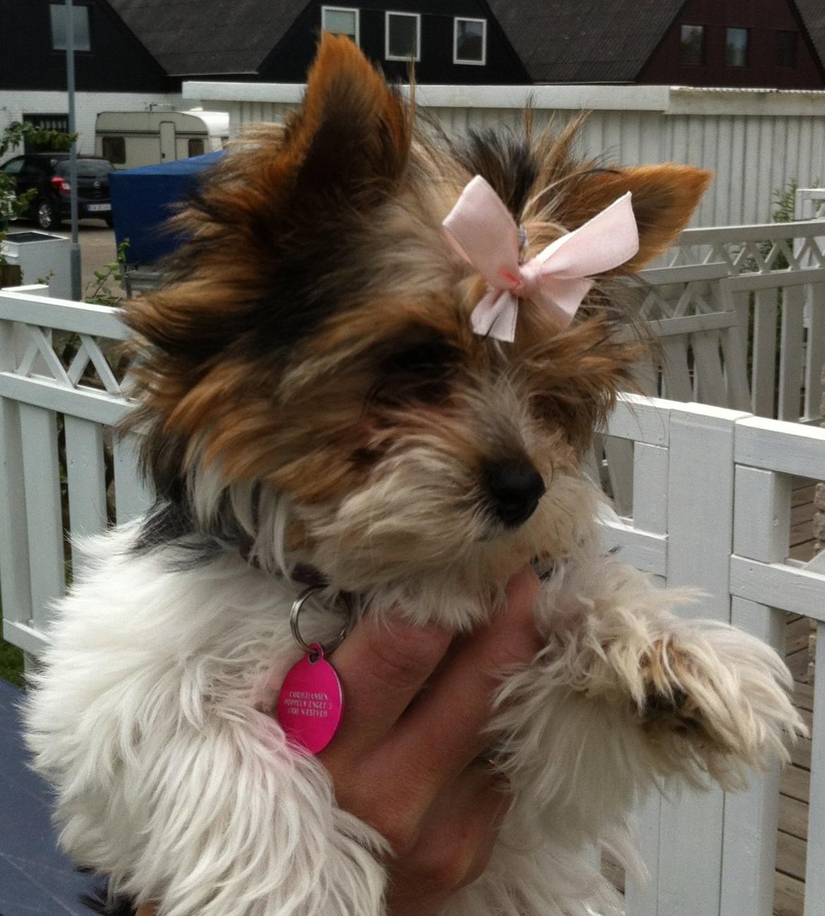 Biewer yorkshire terrier LULU billede 14