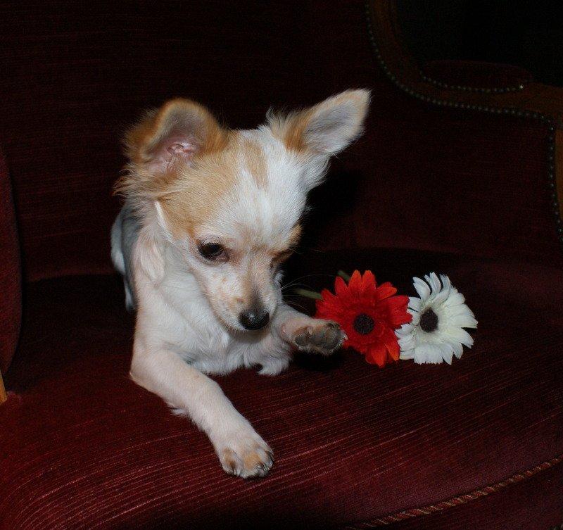 Chihuahua Mynte<3 billede 1