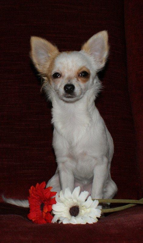 Chihuahua Mynte<3 billede 15