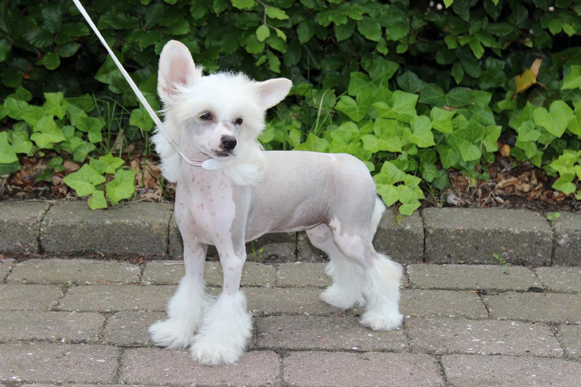 Chinese crested hårløs *GARBO* - 3 mdr billede 13