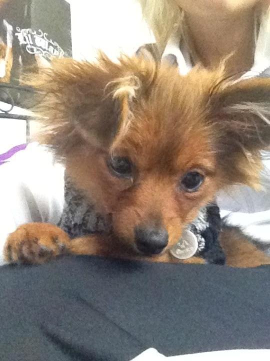 Pomeranian Smiley - Hygger sig med ipad'en. billede 6