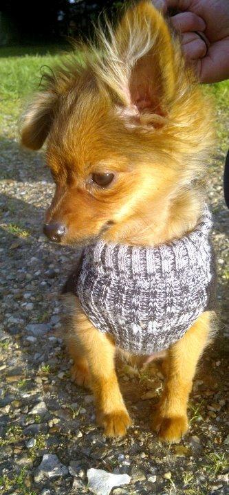 Pomeranian Smiley - Ude på tur :) billede 8