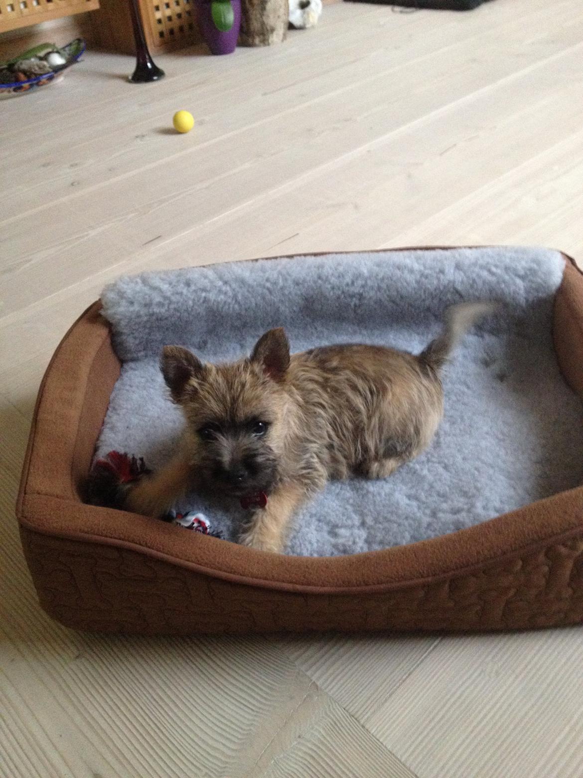 Cairn terrier Ginger billede 1