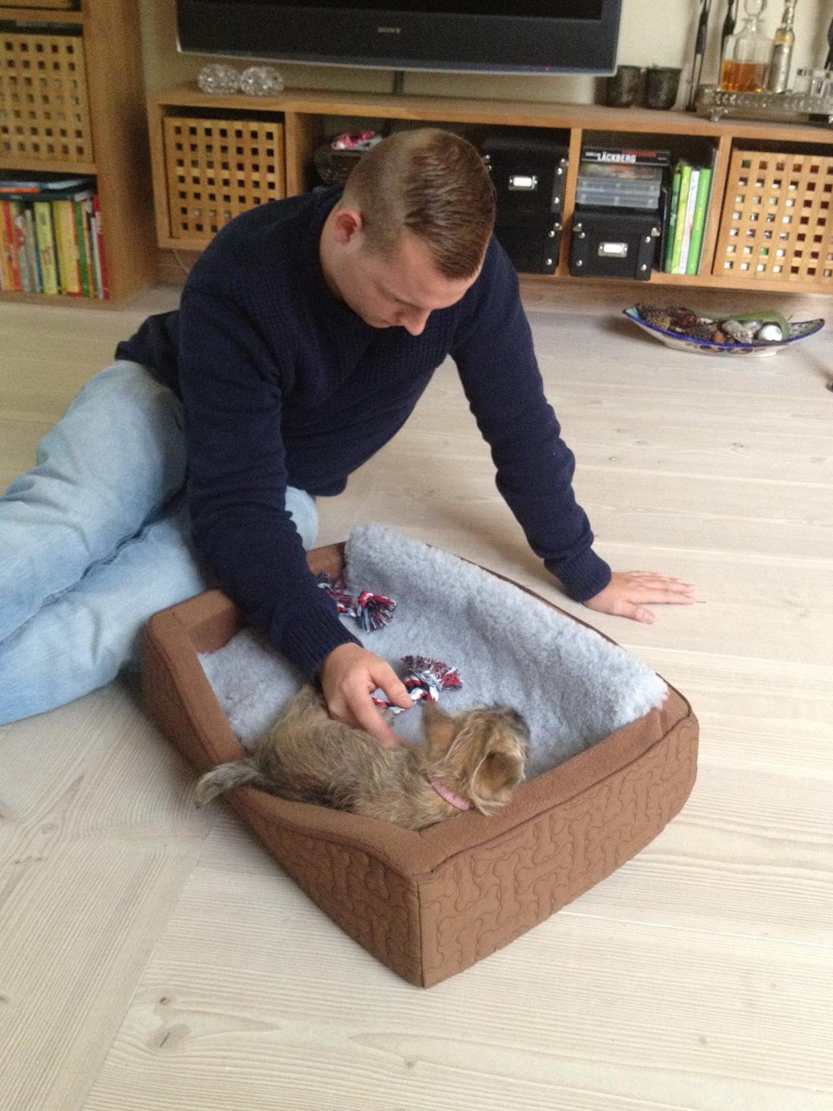 Cairn terrier Ginger billede 2