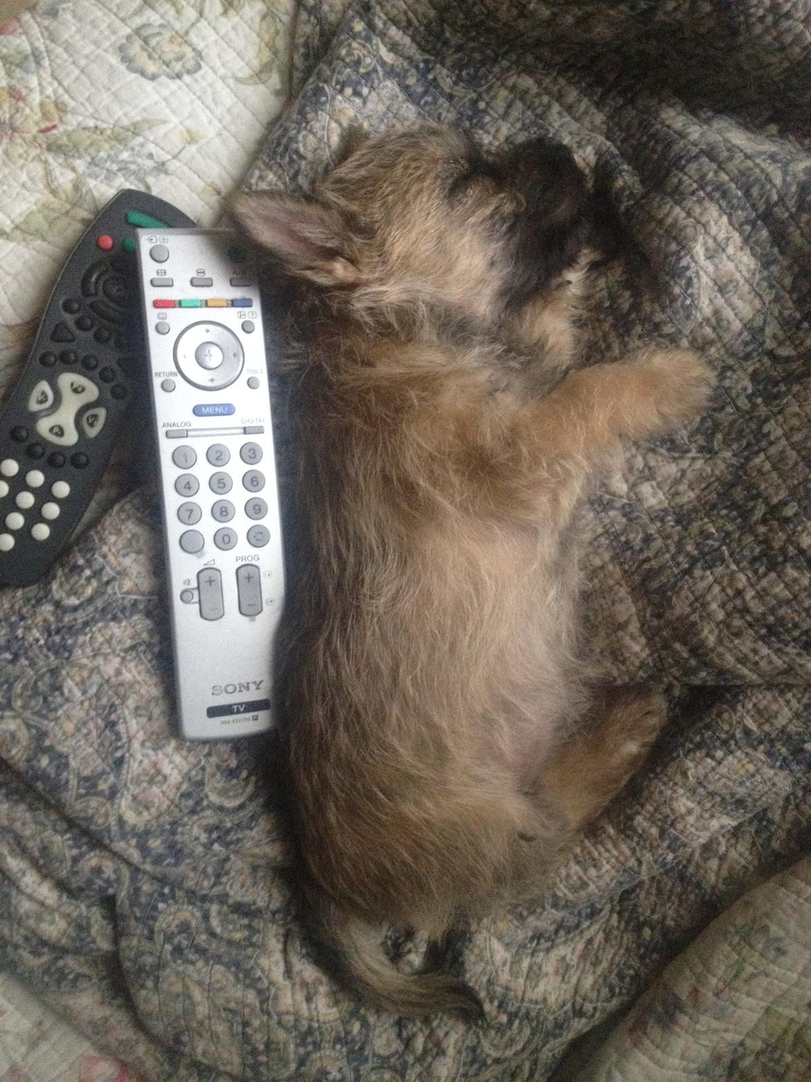 Cairn terrier Ginger billede 3