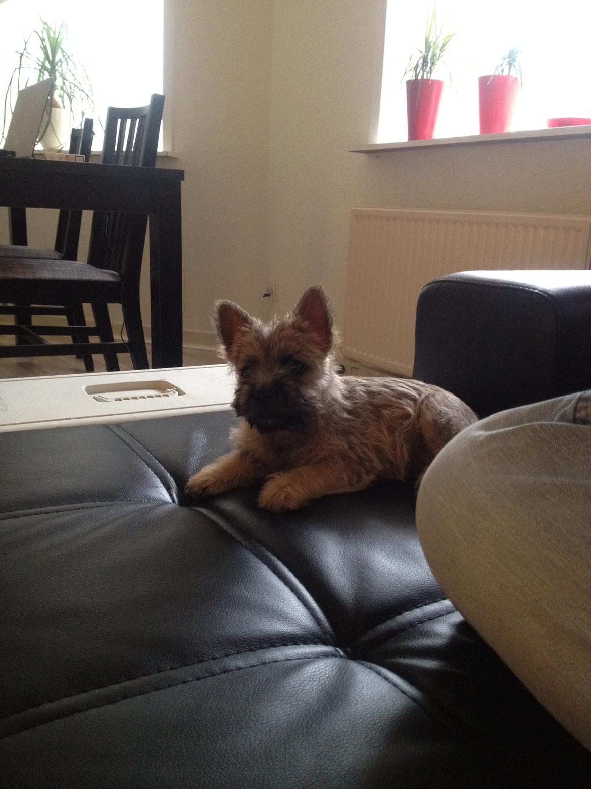 Cairn terrier Ginger billede 4