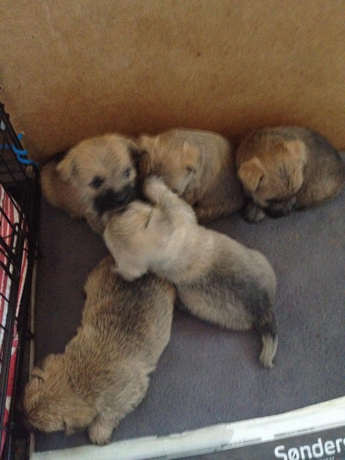 Cairn terrier Ginger billede 5