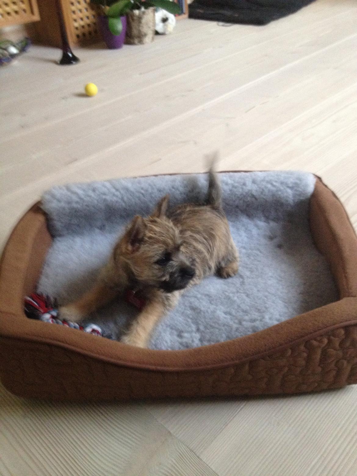 Cairn terrier Ginger billede 6