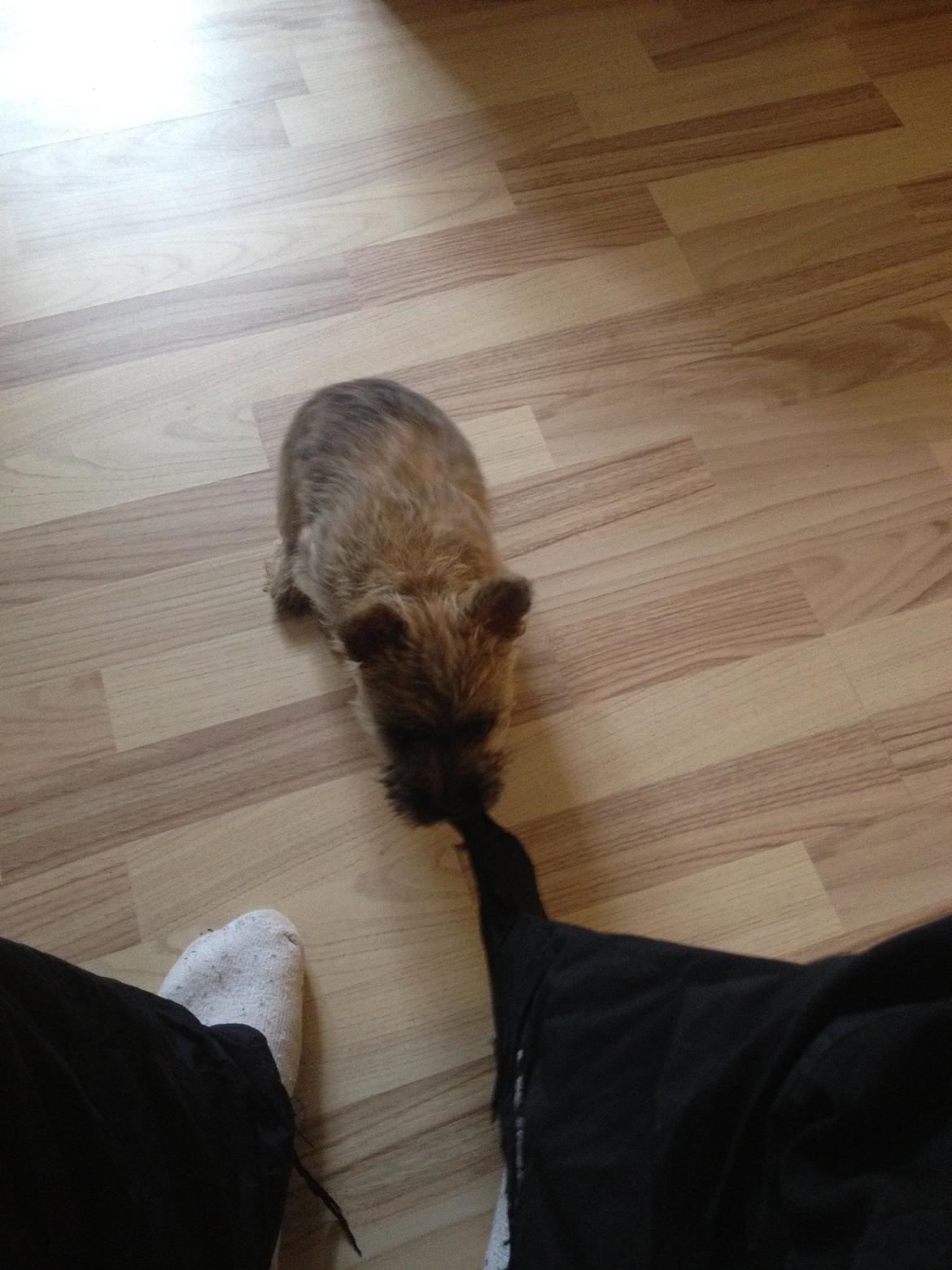 Cairn terrier Ginger billede 7