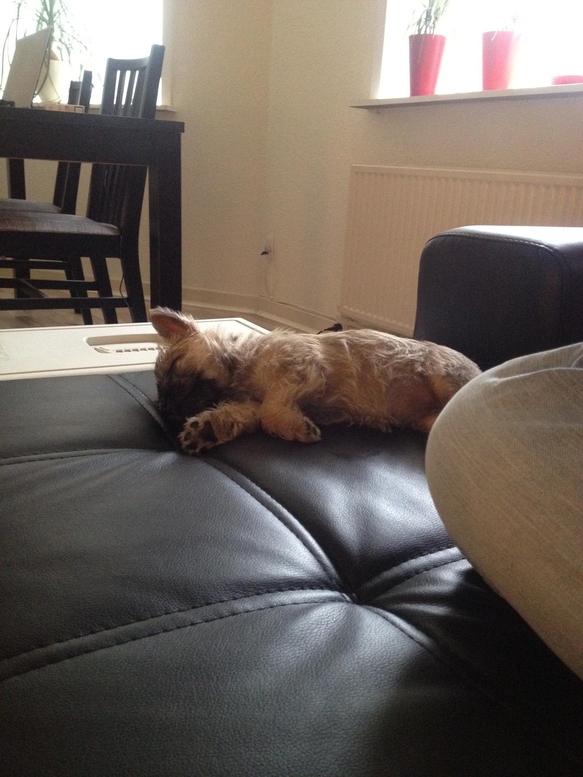 Cairn terrier Ginger billede 8