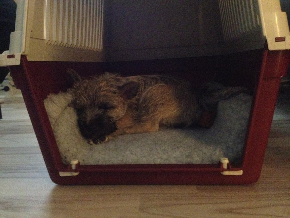 Cairn terrier Ginger billede 9