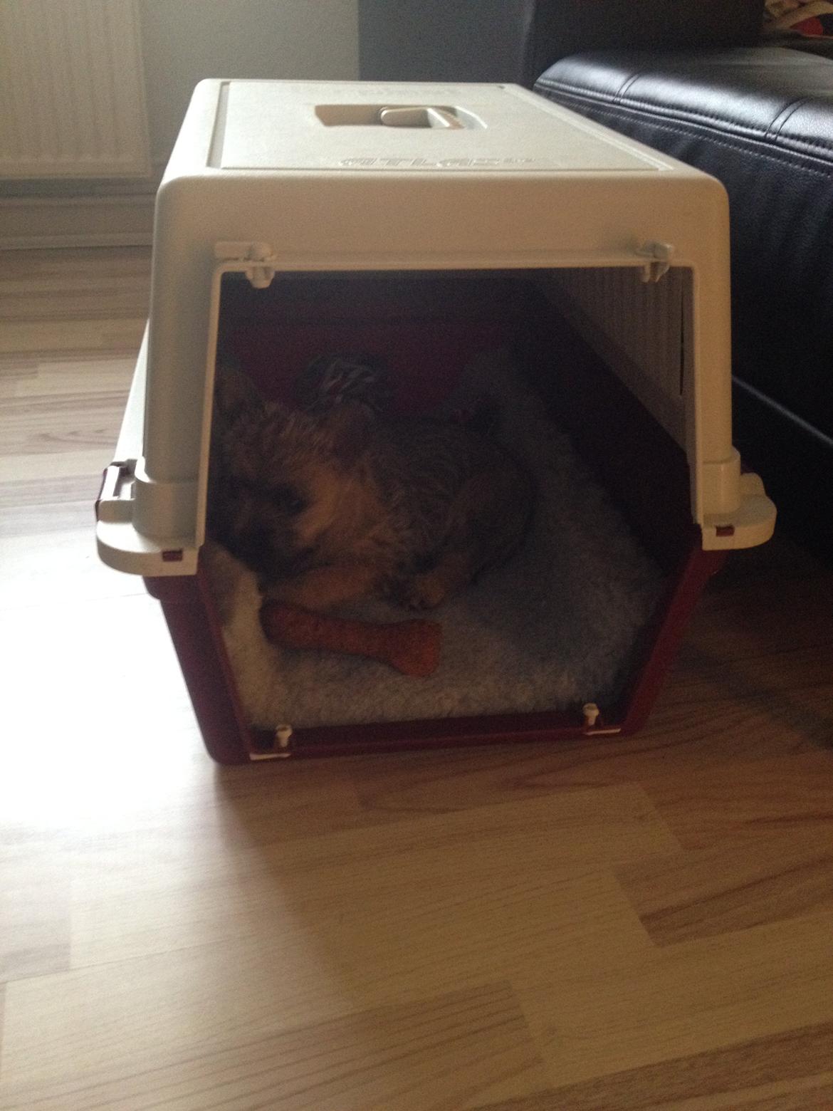 Cairn terrier Ginger billede 10